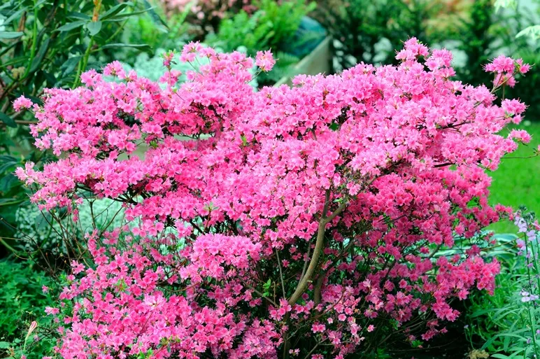 Azalea japonica Rosa King 80 100 cm XXL Pot - Azalée du Japon rose ...